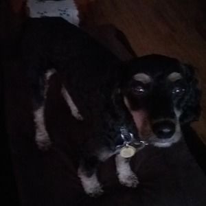 Meet your Posher, Sam